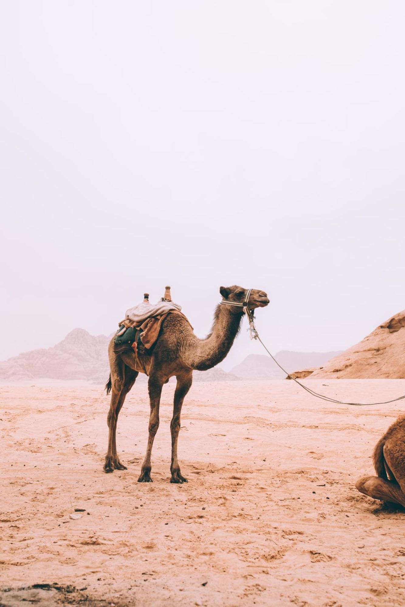 Khaled'S Camp Hotel Wadi Rum Ngoại thất bức ảnh