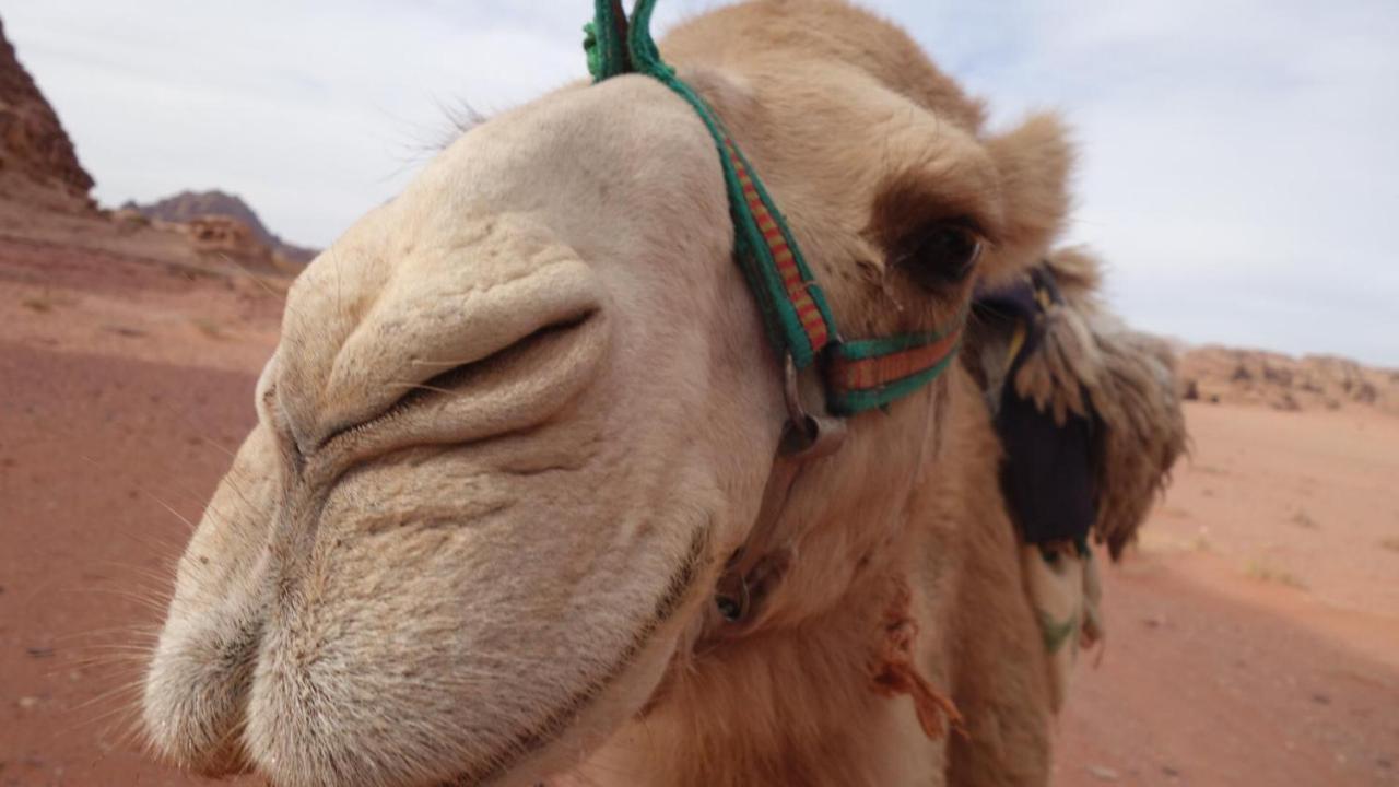 Khaled'S Camp Hotel Wadi Rum Ngoại thất bức ảnh